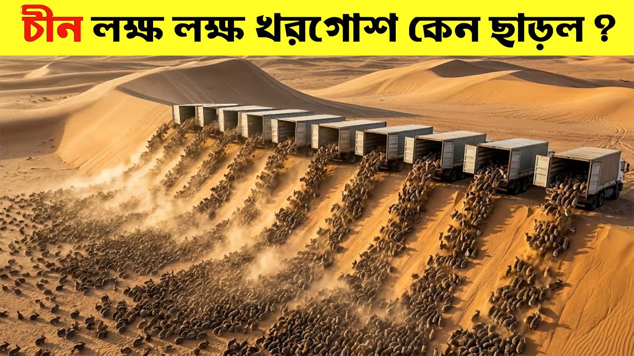 চীন কেন মরুভূমিতে লক্ষ লক্ষ খরগোশ ছেড়েদিল ? কারণ শুনলে আপনি হতবাক হবেন