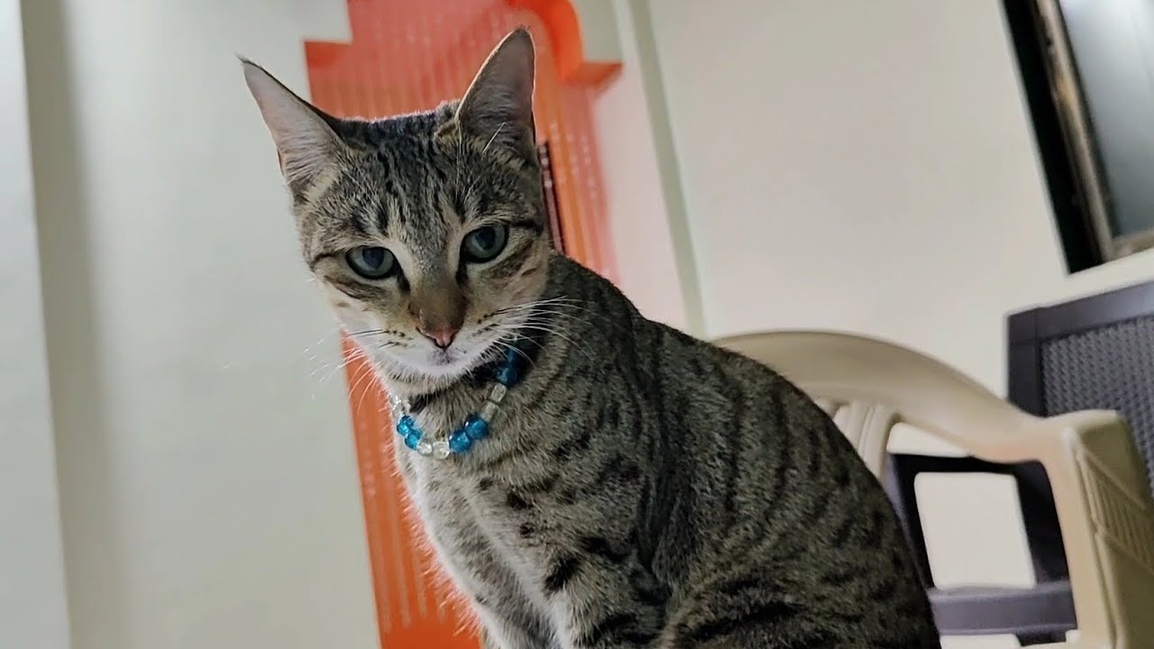 Cute meow 😻 | cute cat video | new cat video 