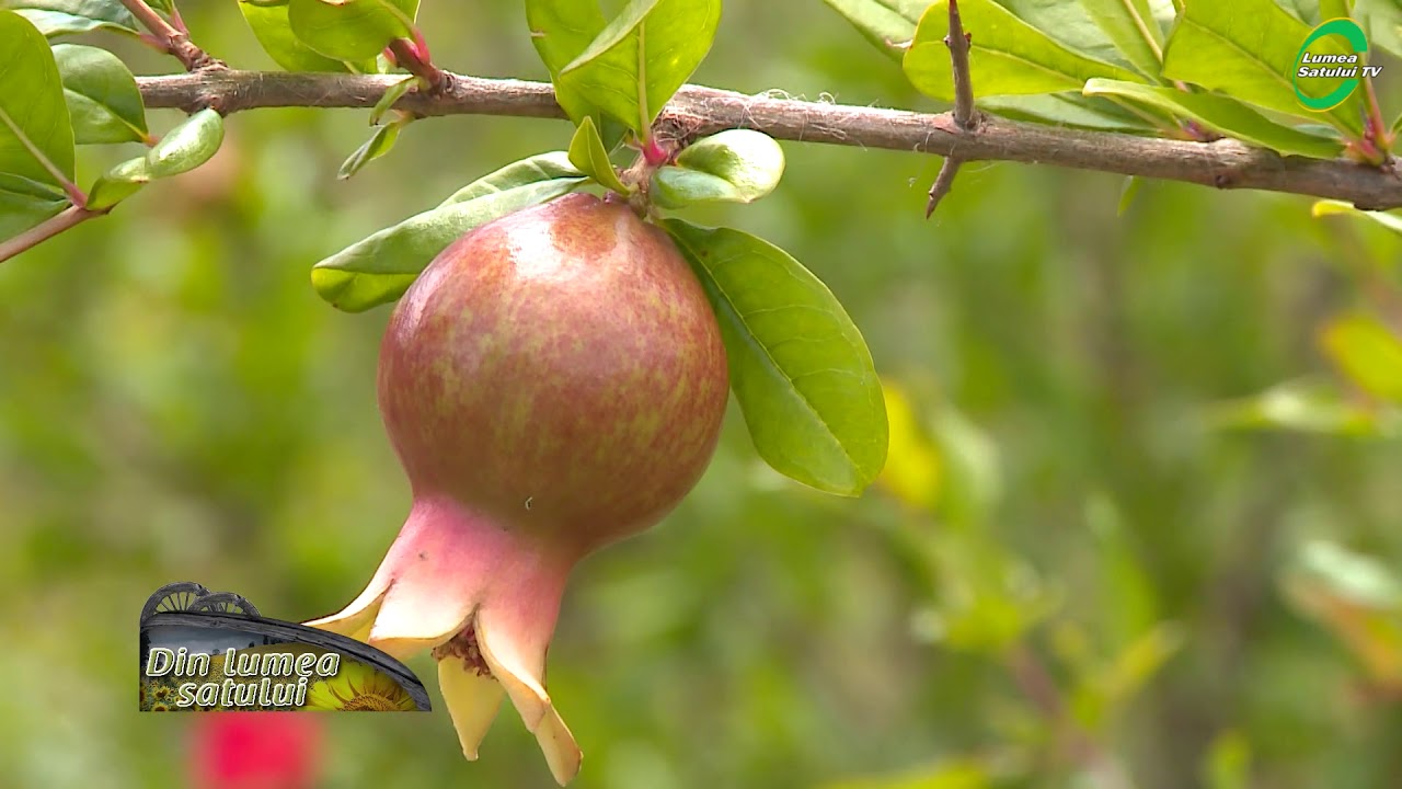 Rodia (Punica granatum) - sfaturi despre îngrijire și întreținere