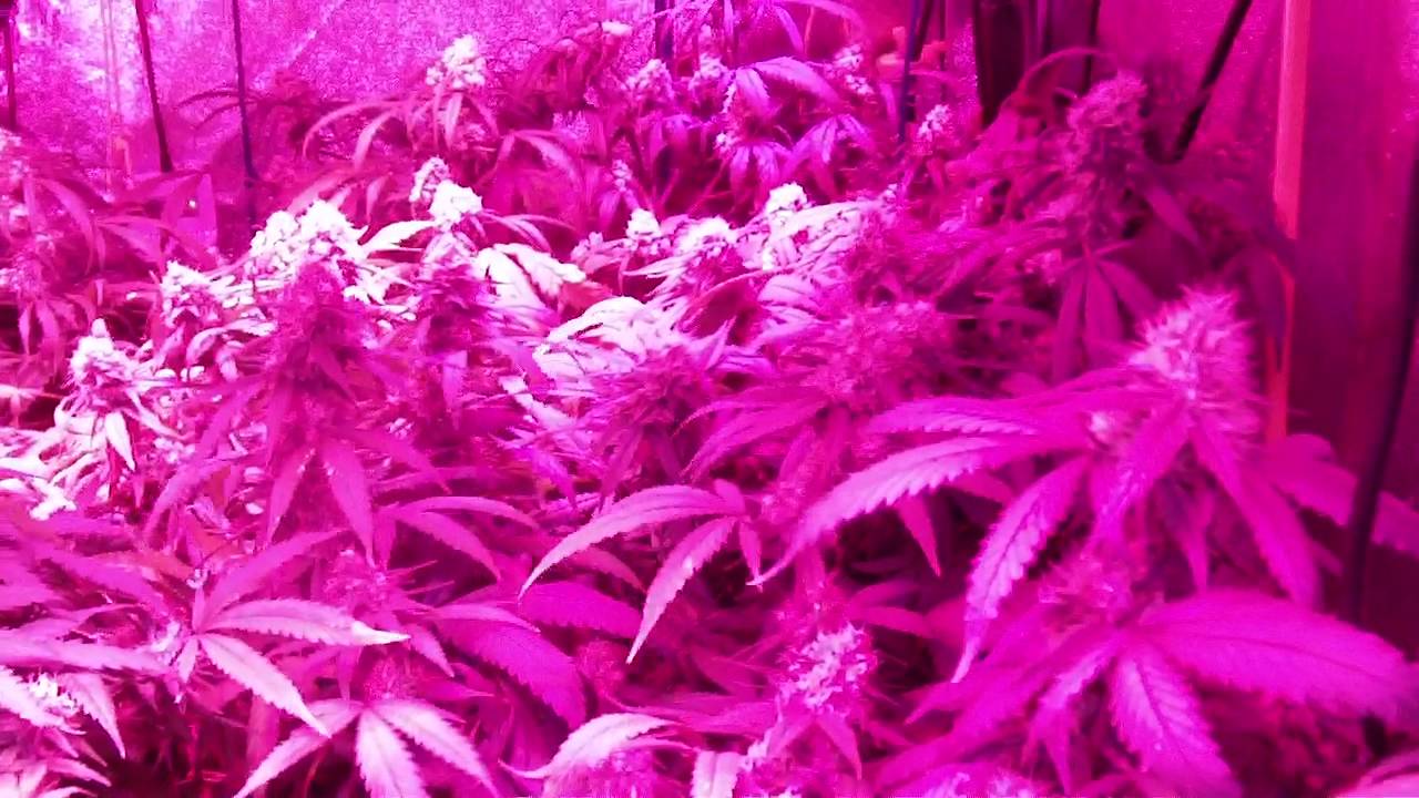 GROW SEASON 6 ( 6 weeks flower ) PLATINUM LED , REMO NUTRIENTS