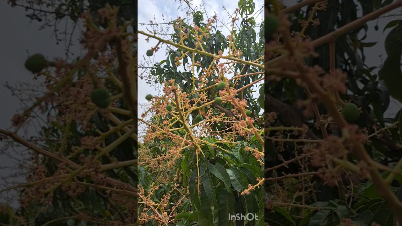 Jak uprawiać mango? 🥭#mango #plantacja #tajlandia #uprawa #owoce