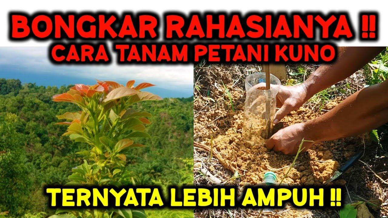 BANYAK YANG MELUPAKAN INI ‼️ CARA KUNO TANAM ALPUKAT TAPI LEBIH DAHSYAT ‼️