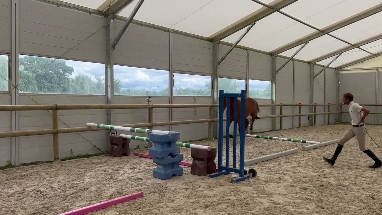 Horse for sale - Hongre 3 ans, Zangersheide - equirodi.co.uk