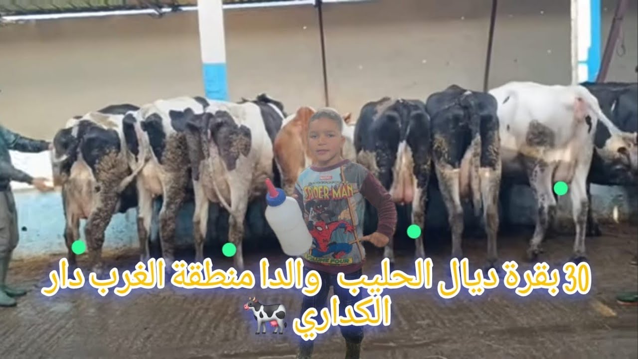30 بقرة ديال الحليب   والدا منطقة الغرب دار الكداري للبيع0661282165
