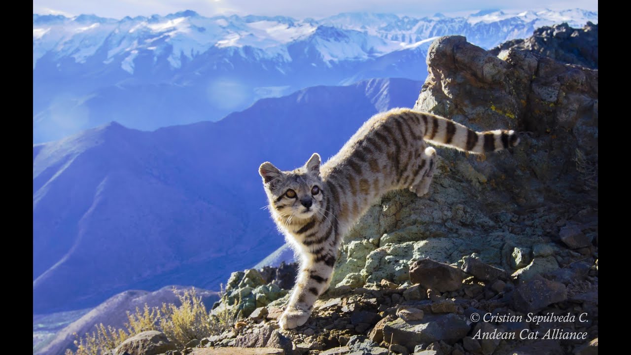 CHILE: GATO ANDINO, EL FELINO MÁS AMENAZADO DE AMÉRICA