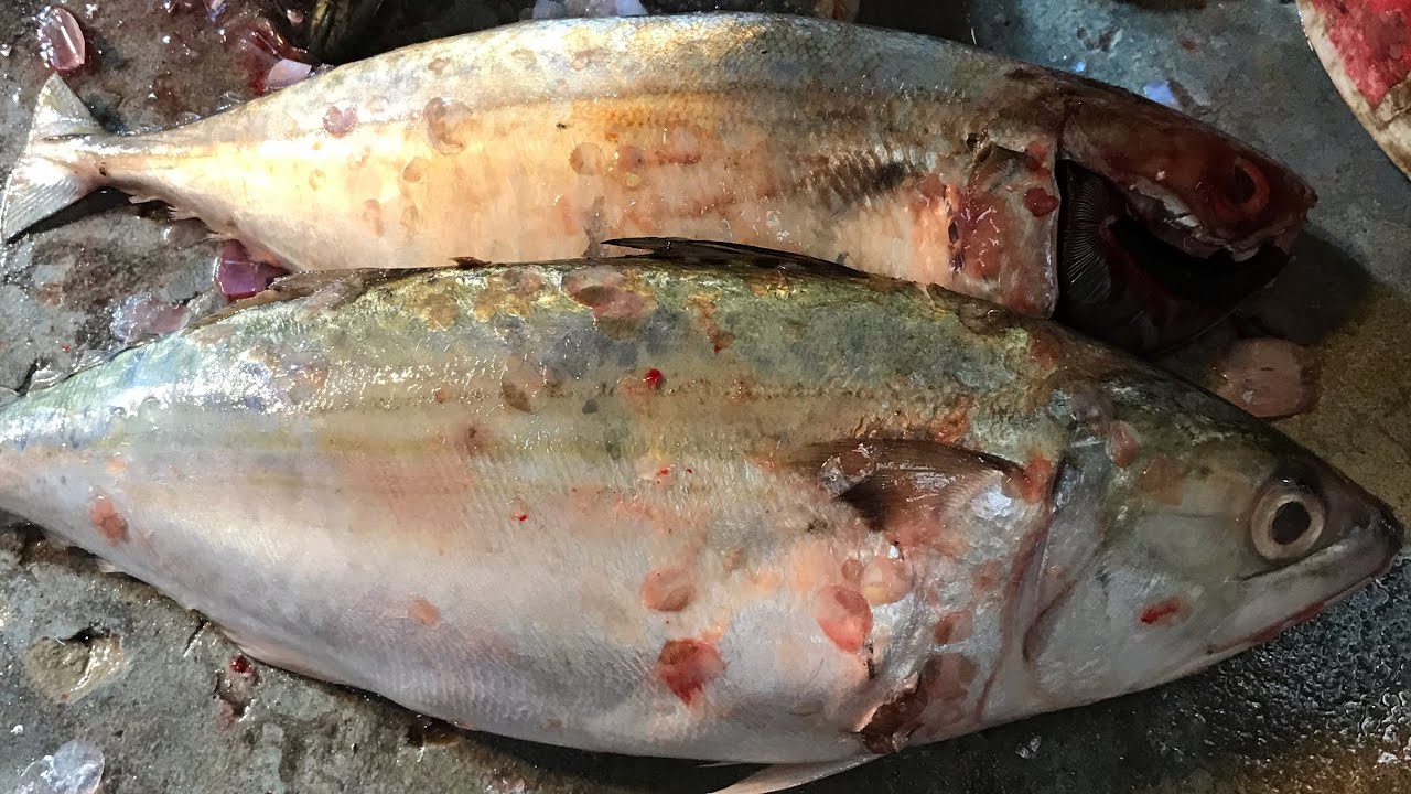 Amazing Live NonStop Surma Fish Cutting Skills In Fish Market  ||সুরমা মাছ