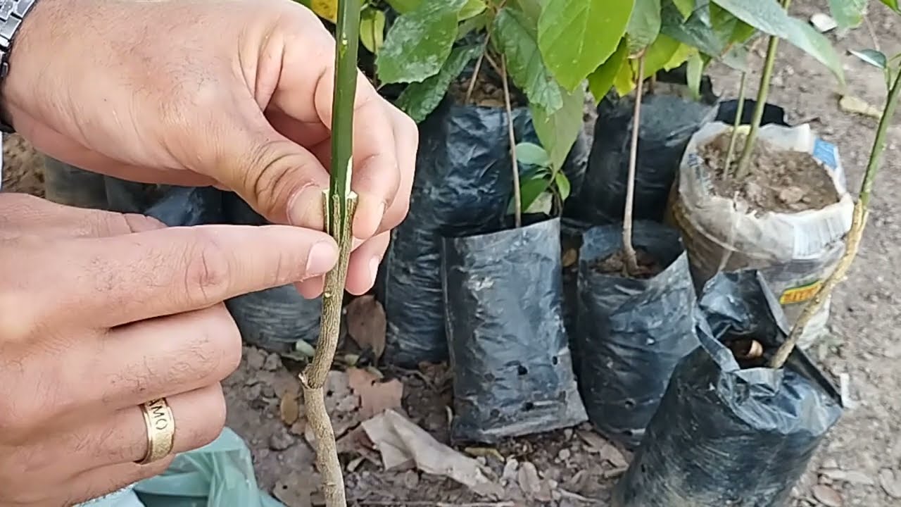 Novidade sobre a Enxertia no limão!