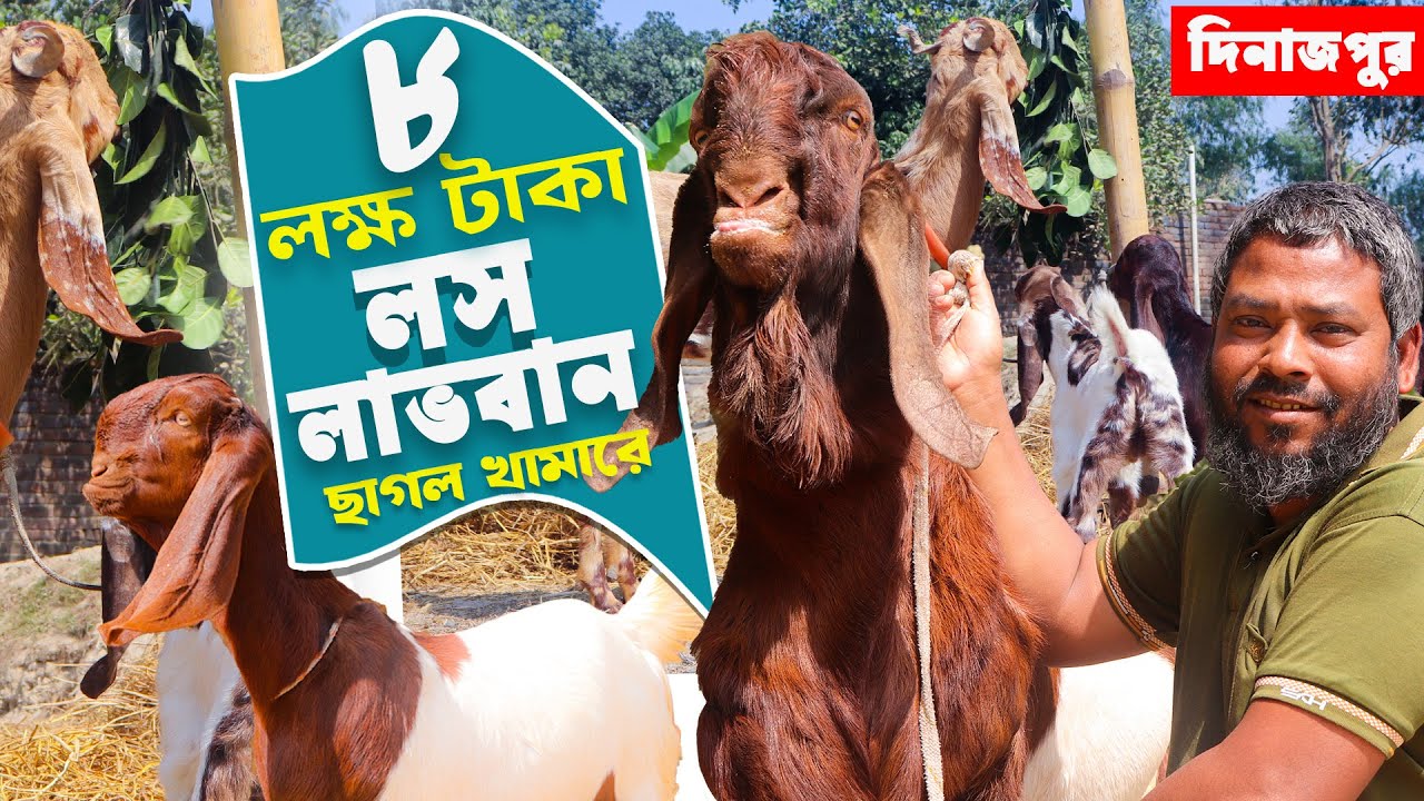 ৮ লক্ষ টাকা লস খেয়ে - বাণিজ্যিকভাবে ছাগল পালন লাভবান হচ্ছে জাহাঙ্গীর | ছাগল পালনের নিয়ম | Goat Farm