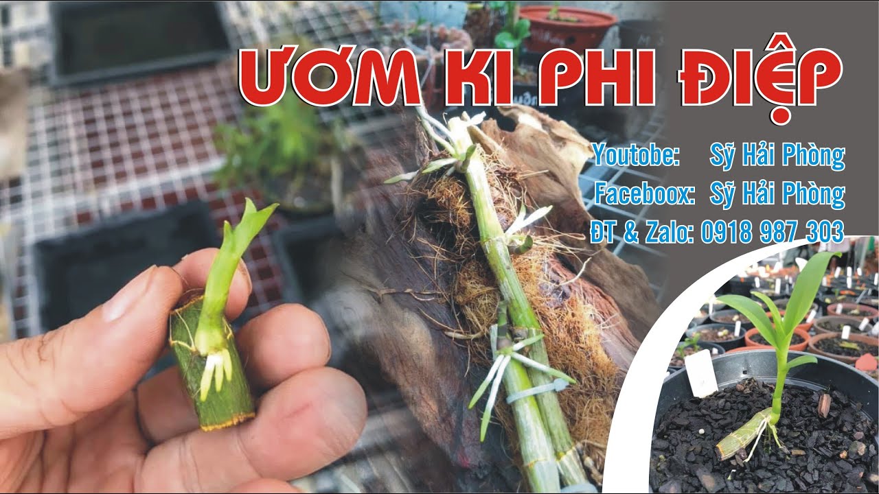 Cách ươm lan phi điệp năm 2021