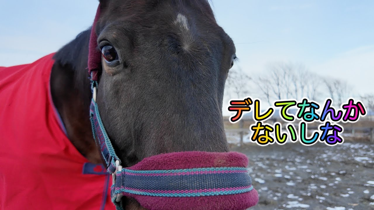 あーこっこ乗馬日記〜振り返り日記、テープ届いたぜ！＆デレてなんかないしな