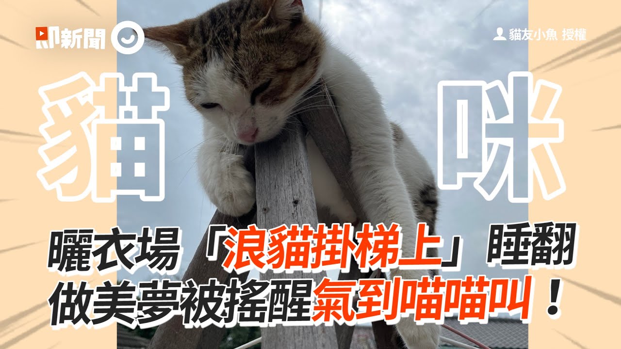 流浪貓「掛梯子上」睡翻！被搖醒還氣到喵喵叫🤣｜寵物動物｜浪浪｜精選影片