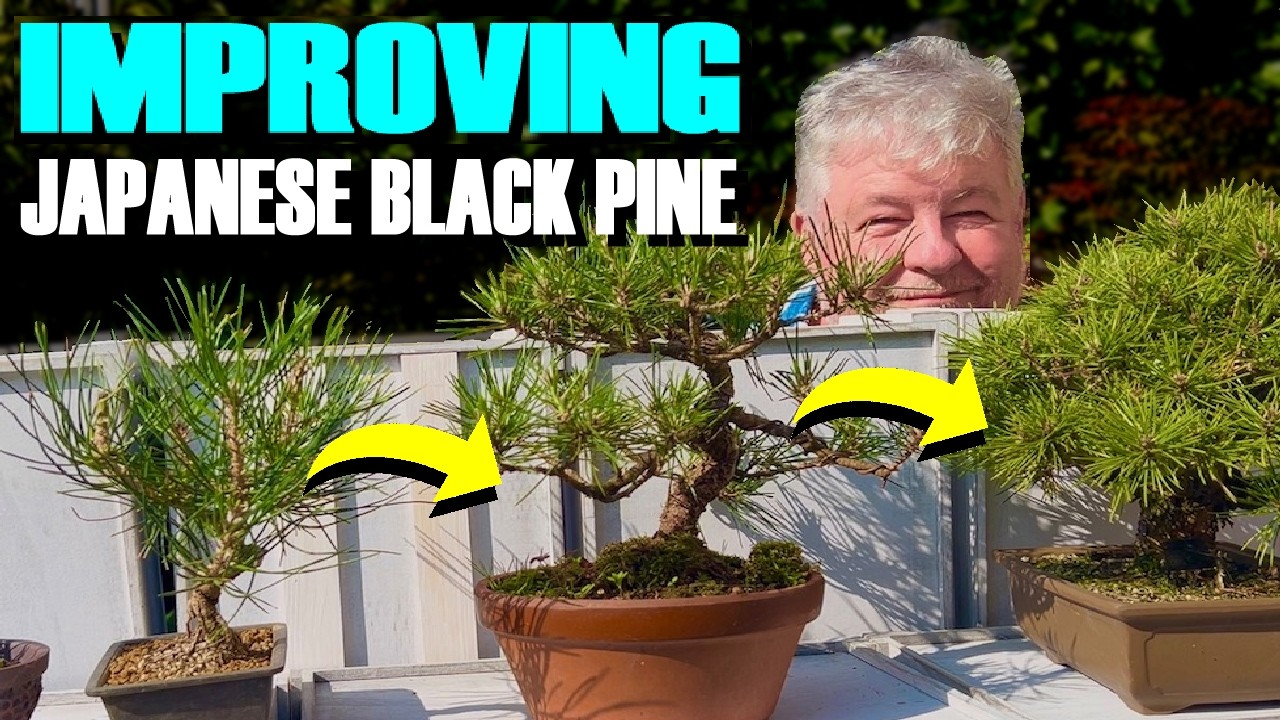 Secrets To Improving Japanese Black Pine Bonsai