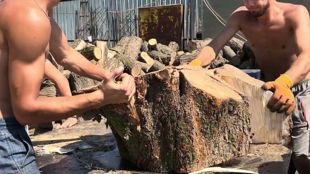 MONSTER Oak Stumps Get Crushed