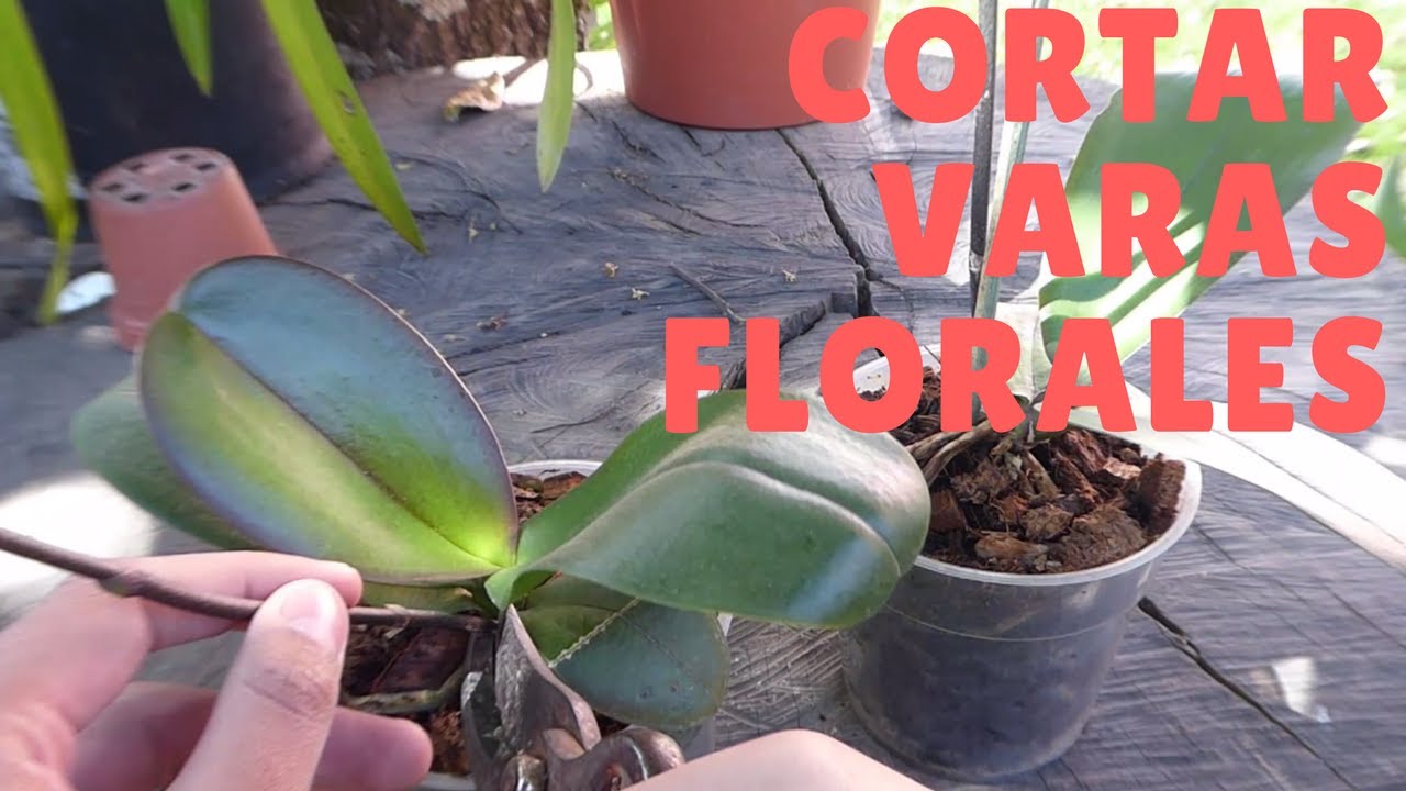 Cortar las varas florales de las Orquídeas || Orquiplanet