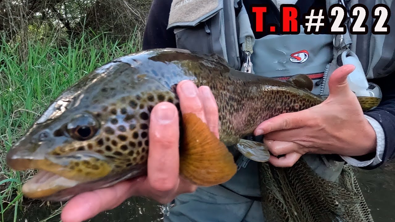 👉SACANDO PECES SIN PARAR (pesca con  MOSCA Y TANDEM)🎣