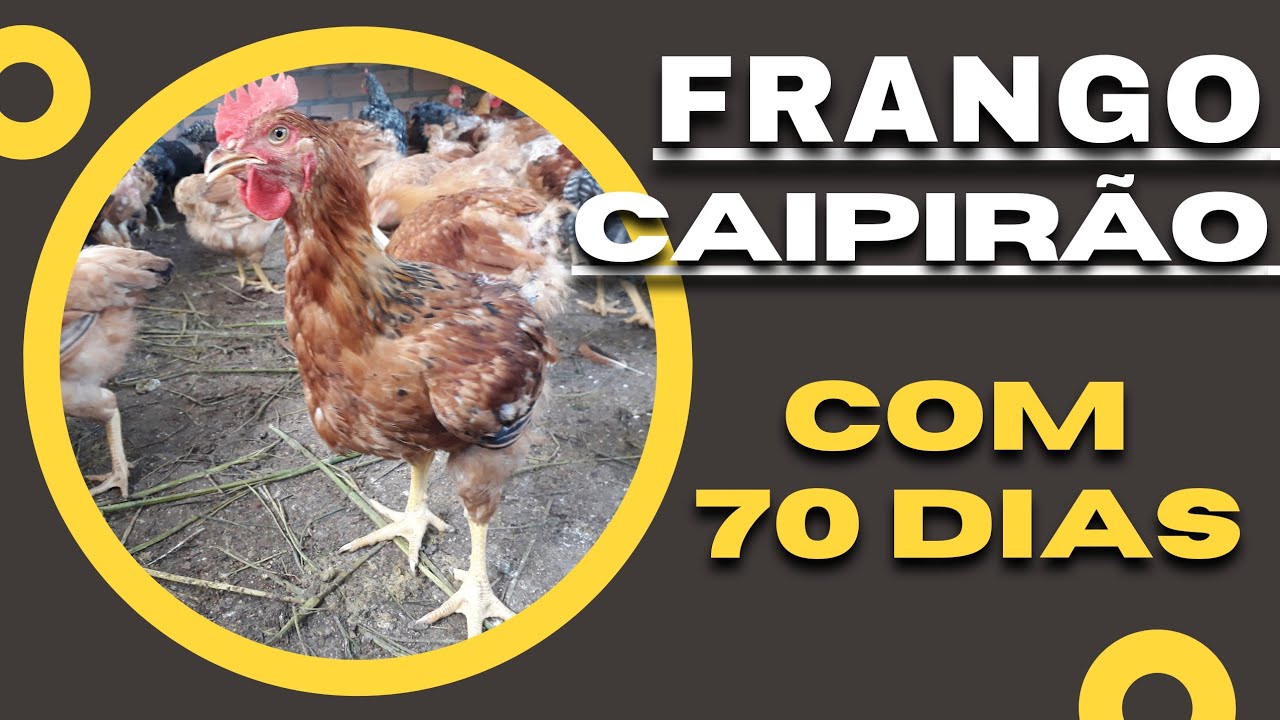 Cria&ccedil;&atilde;o de Frango Caipir&atilde;o - Com 70 Dias