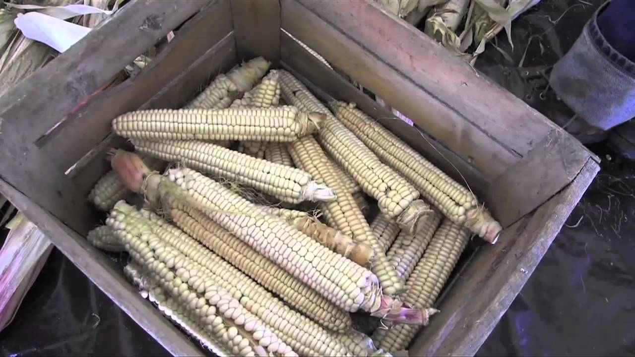 Oneida Corn Harvest
