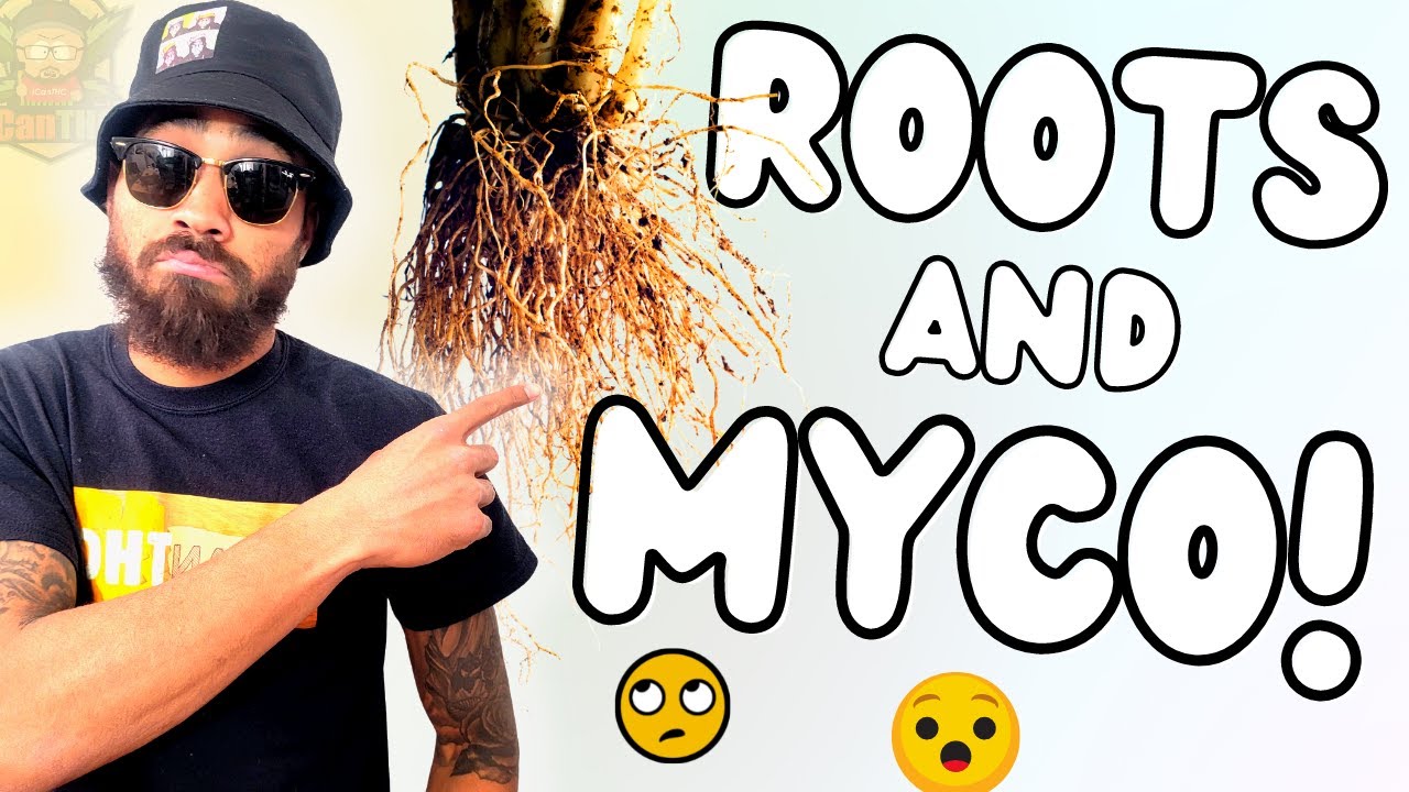 THE TRUTH ABOUT MYCORRHIZAE AND PLANT ROOTS! ... Is it really beneficial?
