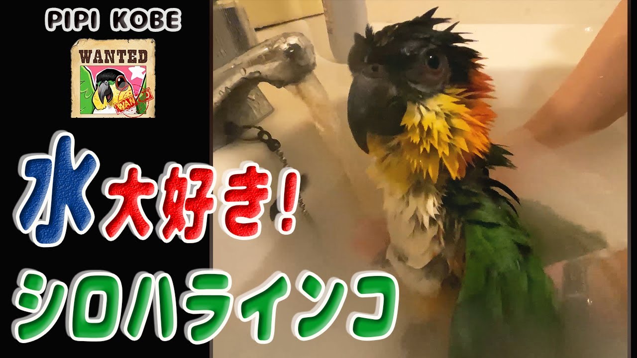 水大好き！シロハラインコ。まるで温泉気分♪　Caique Parakeet who loves water♪ 【caique parrot】