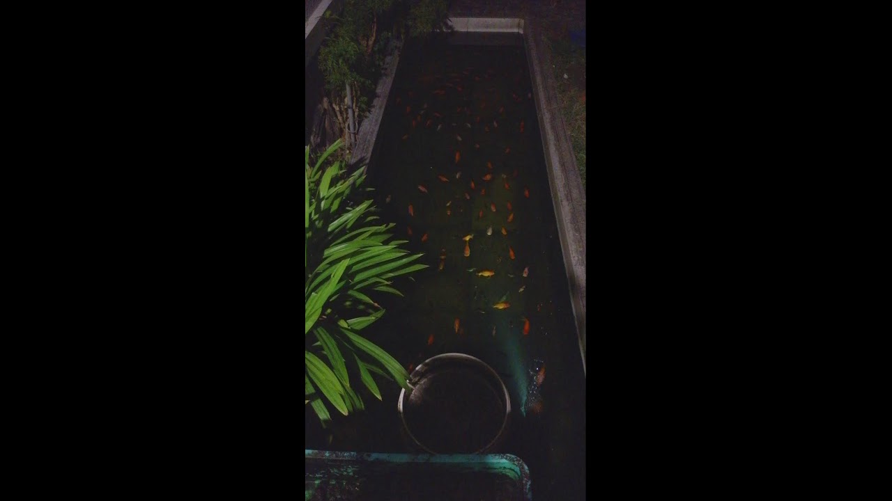 Real Goldfish Outdoor Fishponds
