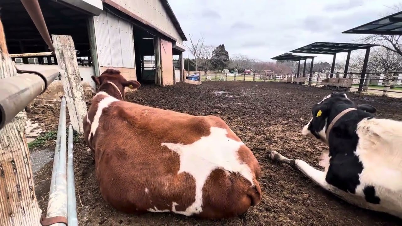 🐄✨ Narita Dream Dairy Farm near Tokyo | 成田ゆめ牧場のんびり散歩 | 成田梦牧场乡间漫步