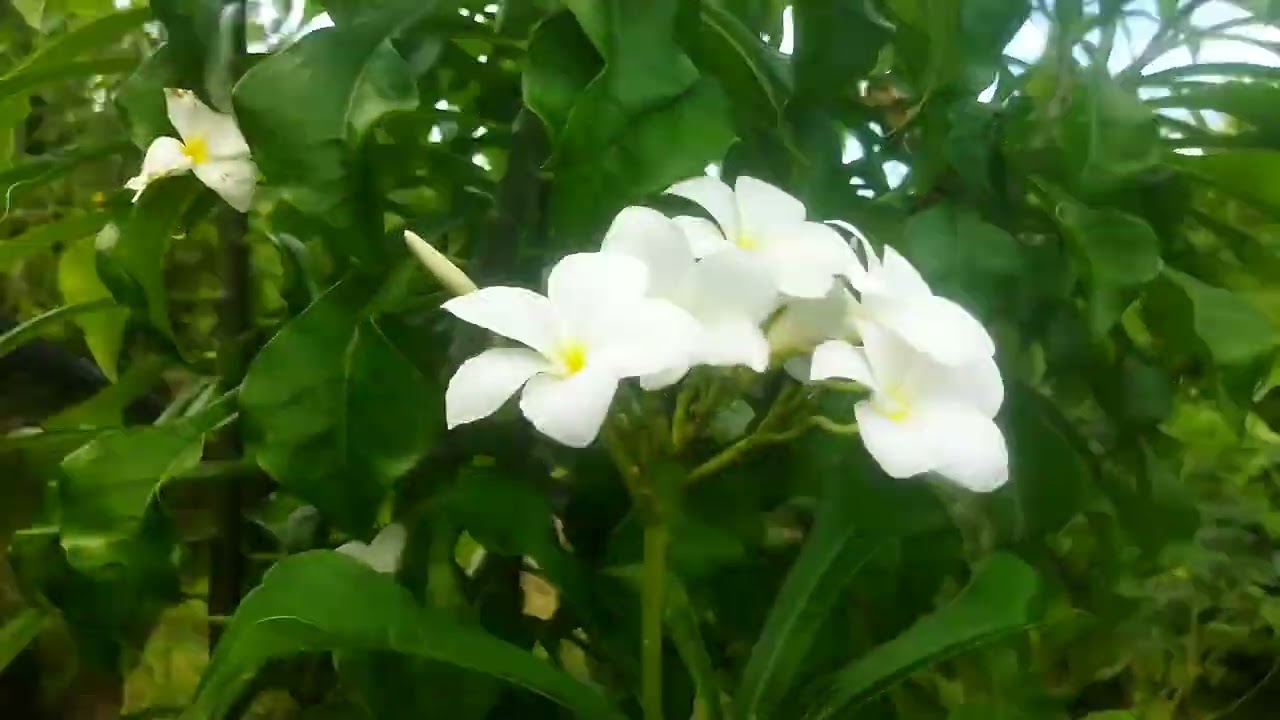 conheça o Buquê de noiva ,Jasmim do Caribe, Plumeria Púdica