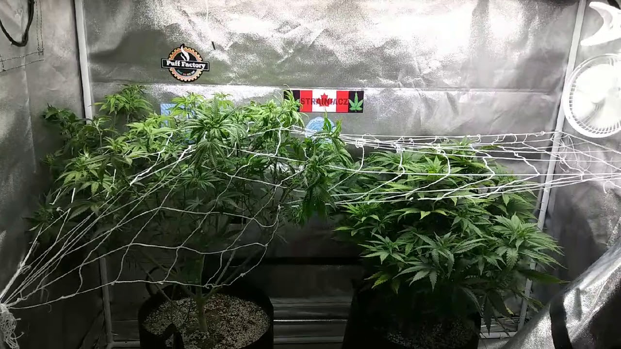 Defoliating and top dressing cannabis for flowering (PART 2)