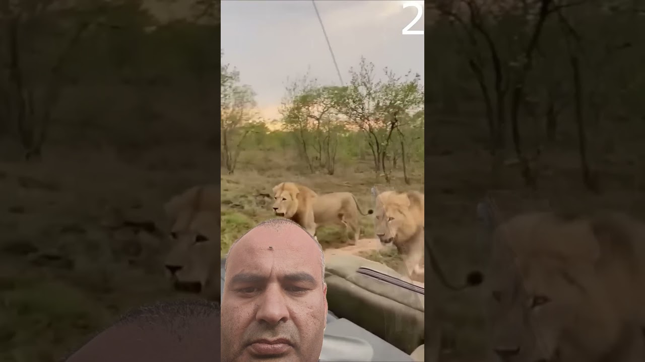 lion encounter