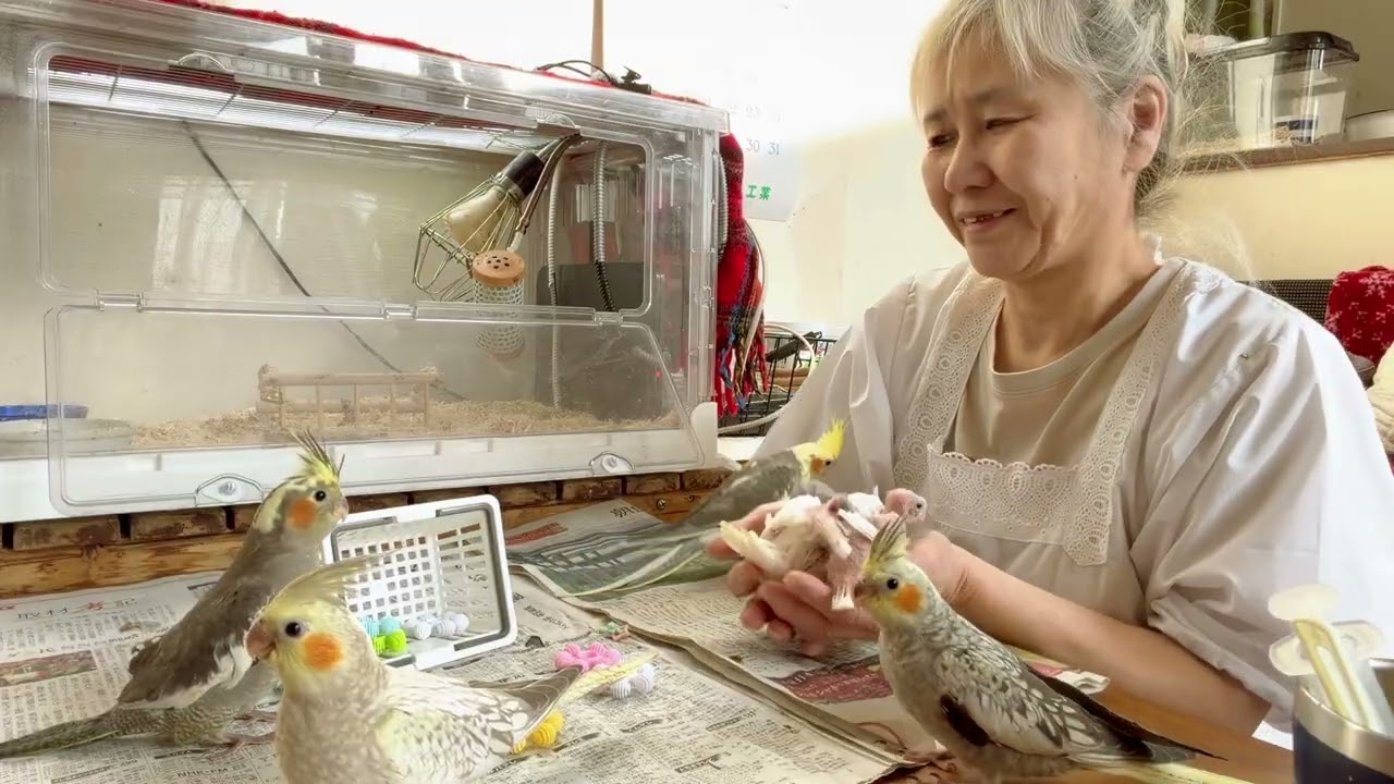 最強可愛い雛と遊ぶ飼い主　雛の反応....