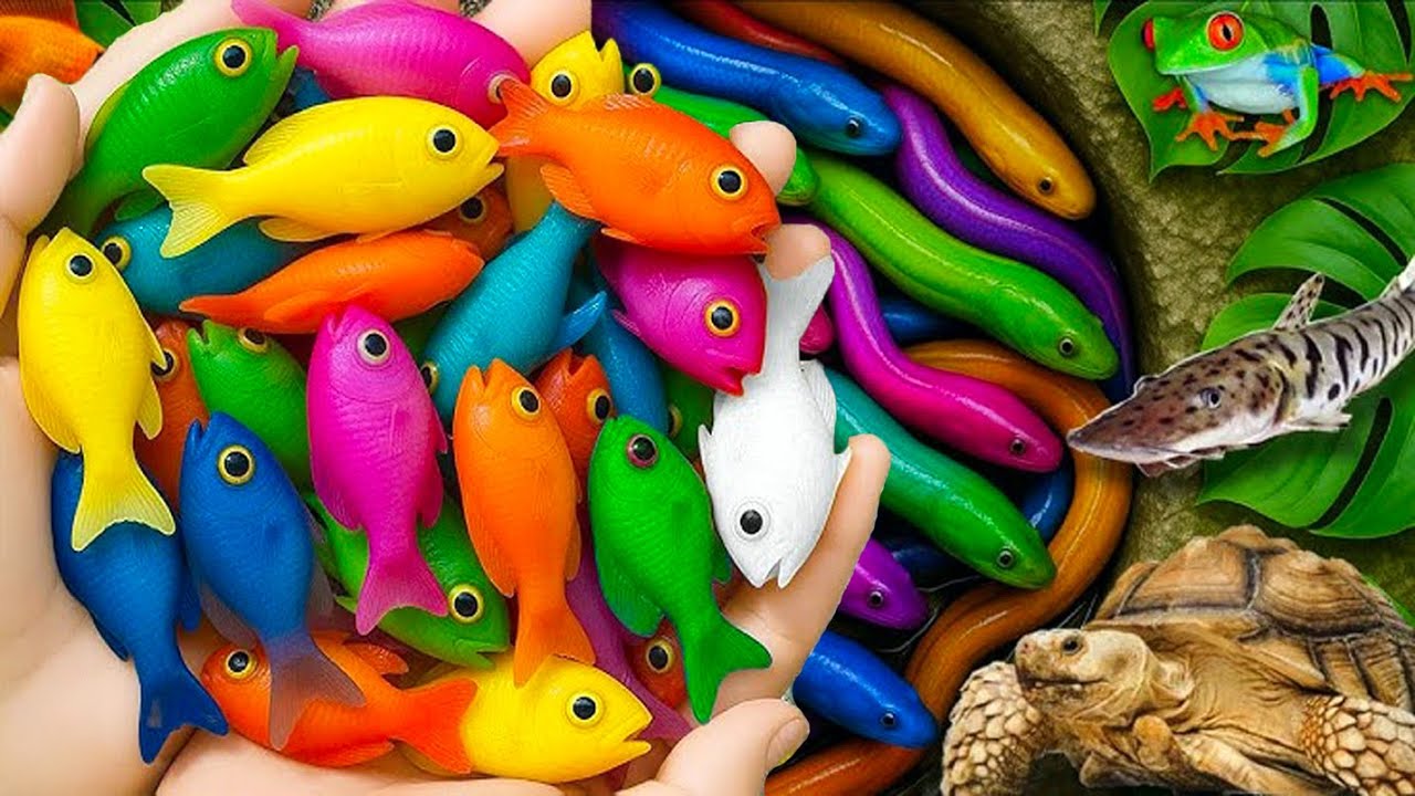 Wow. Catching beautiful ornamental fish in the toilet: catfish, turtles, frogs, goldfish, koi, Nemo.