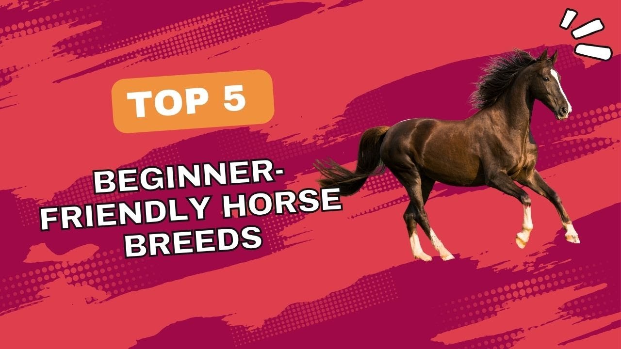 Top 5 Beginner-Friendly Horse Breeds