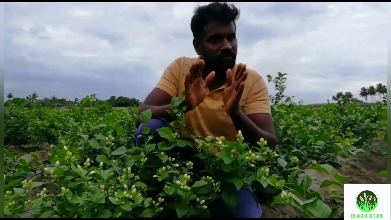 Malli poo valarpu and paramaripu /மல்லி பூ வளர்ப்பு