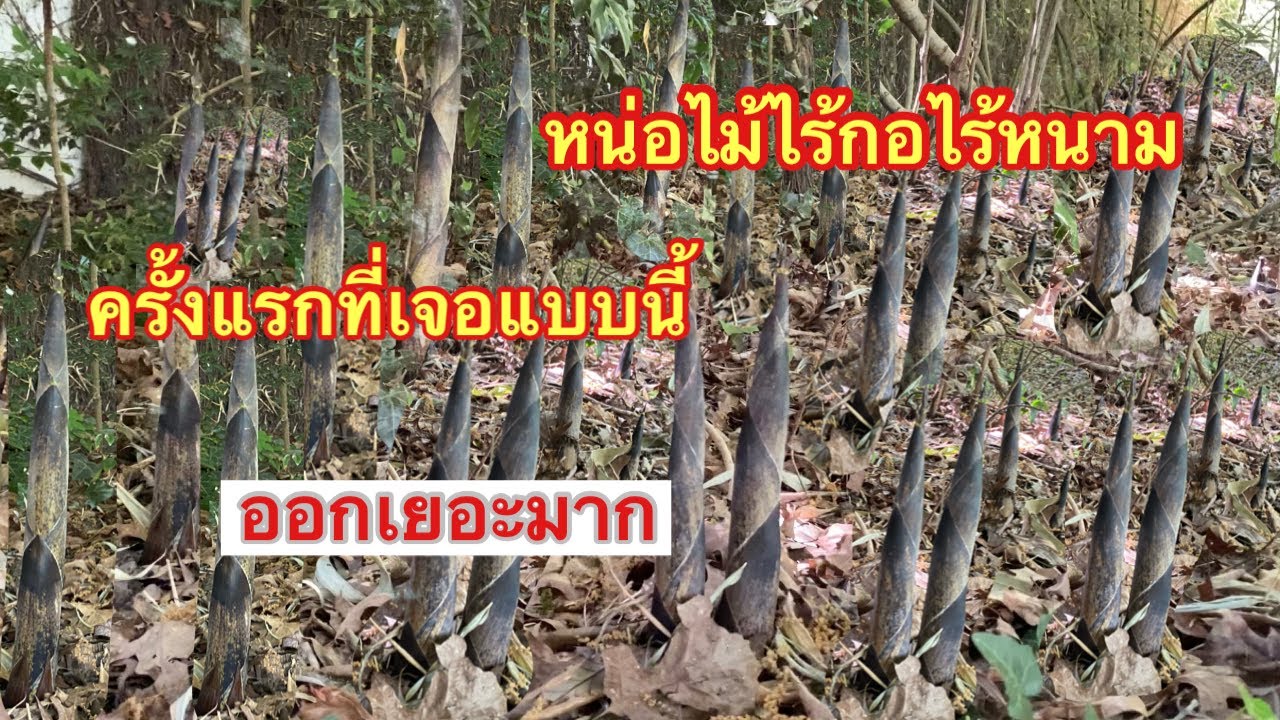 Ep106 เก็บหน่อไม้ไร้กอไร้หนาม ขึ่้นกลางสนามหญ้า หากอไม่เจอ เยอะมาก พายเชกลับบ้าน ฝรั่งเศส
