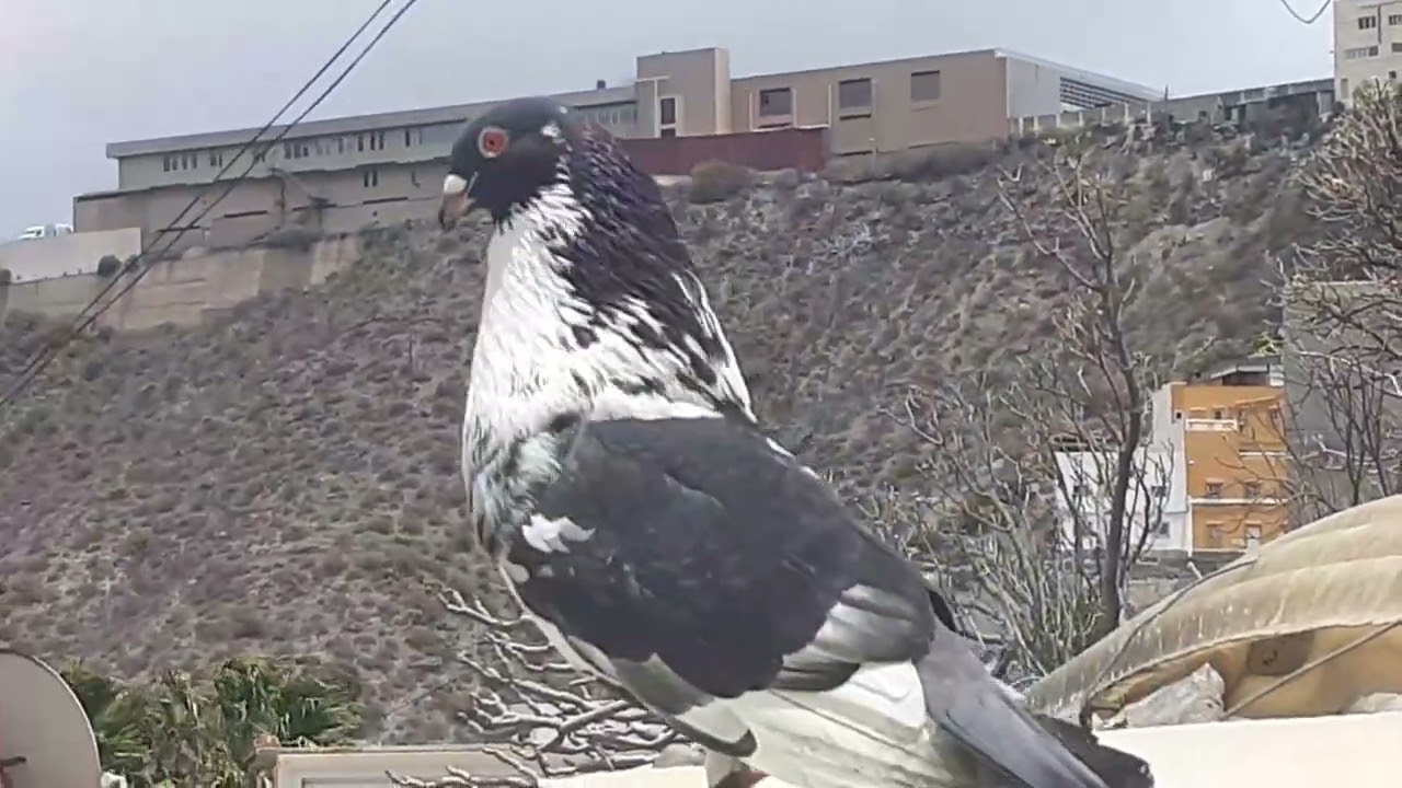 PALOMAS BUCHÓN MORONCELO HOY JULIO 2022 ,   PILLALO SI PUEDES
