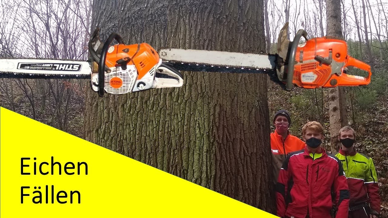 Fette Eichen fällen im Unterricht, mit Husqvarna 572 XP und Stihl 500i! #lfsvb