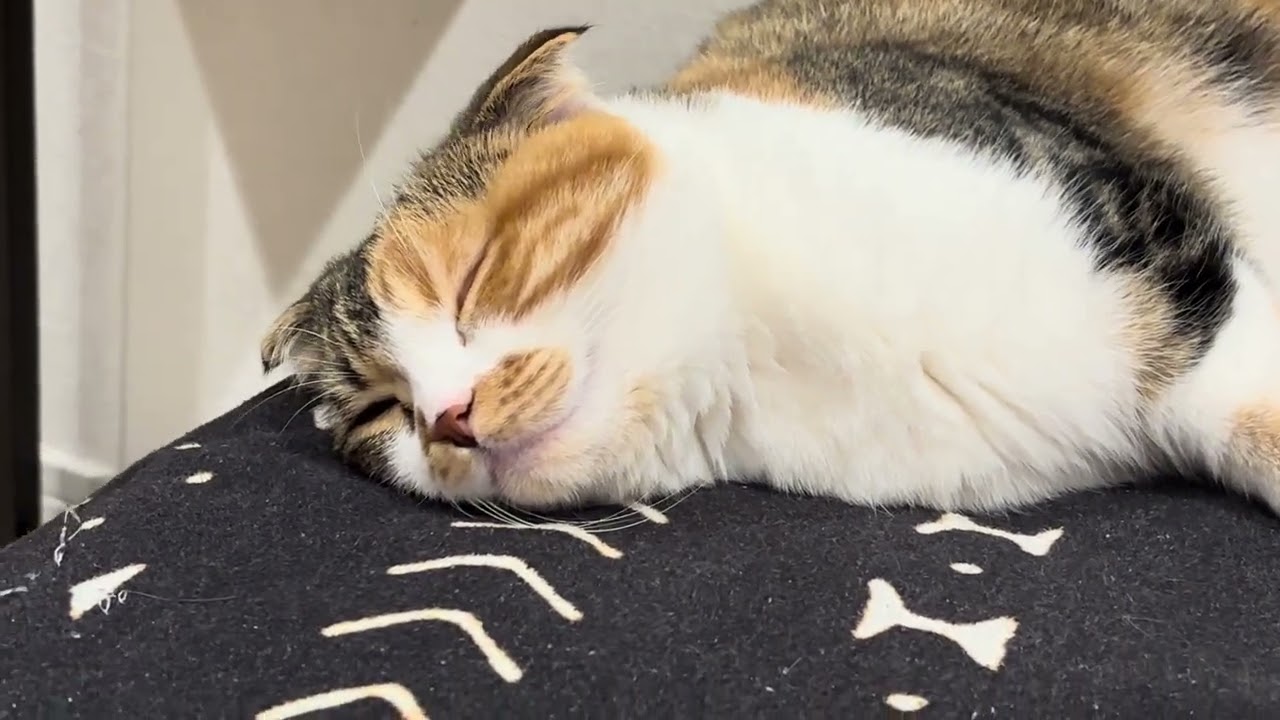 ミケちゃん爆睡中🐱💤calio cat Mike-chan/Mike-chan fast asleep