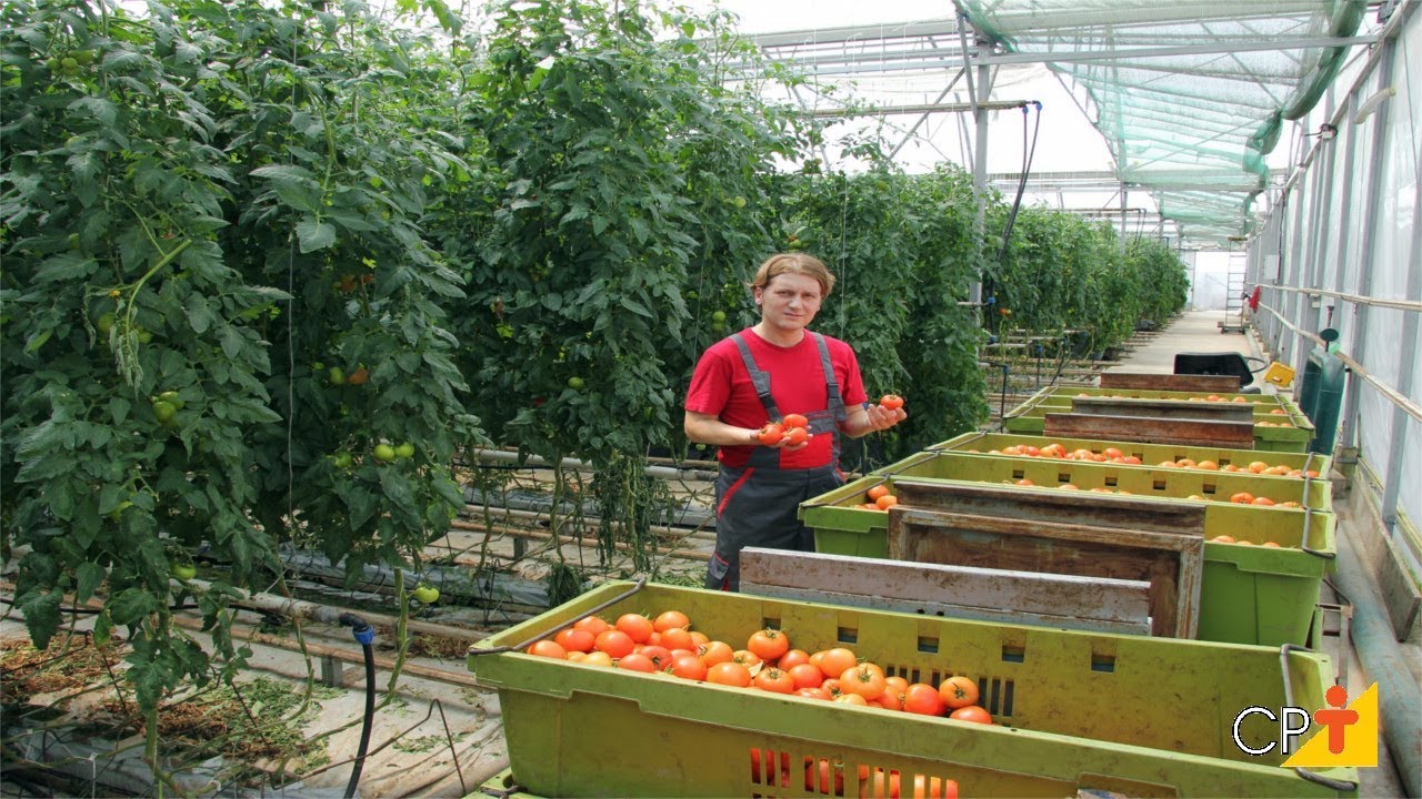 Curso Produ&ccedil;&atilde;o de Tomate para Ind&uacute;stria - Solo para Cultivo de Tomate - Cursos CPT