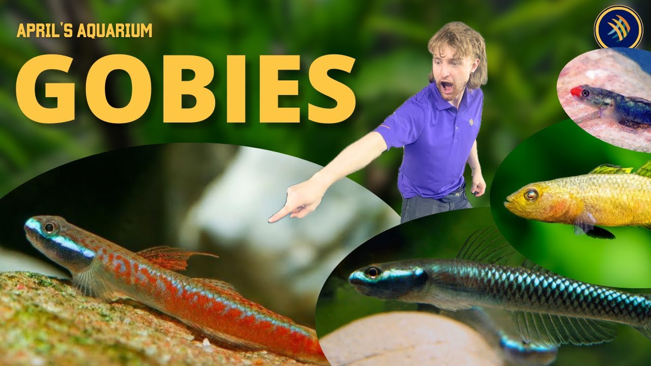 Freshwater Goby Showcase