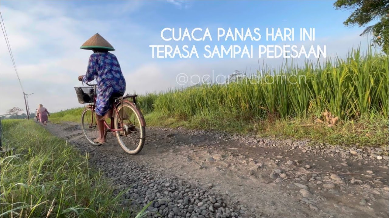 CUACA PANAS !!! hari ini, terasa sampai pedesaan #cuacaecstream #cuacapanas #sawah #sawahpedesaan 
