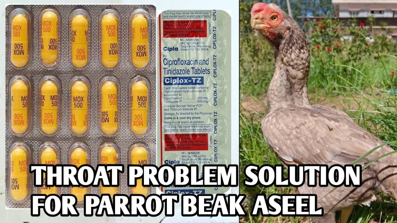 Parrot Beak Aseel Throat Problem Treatment
