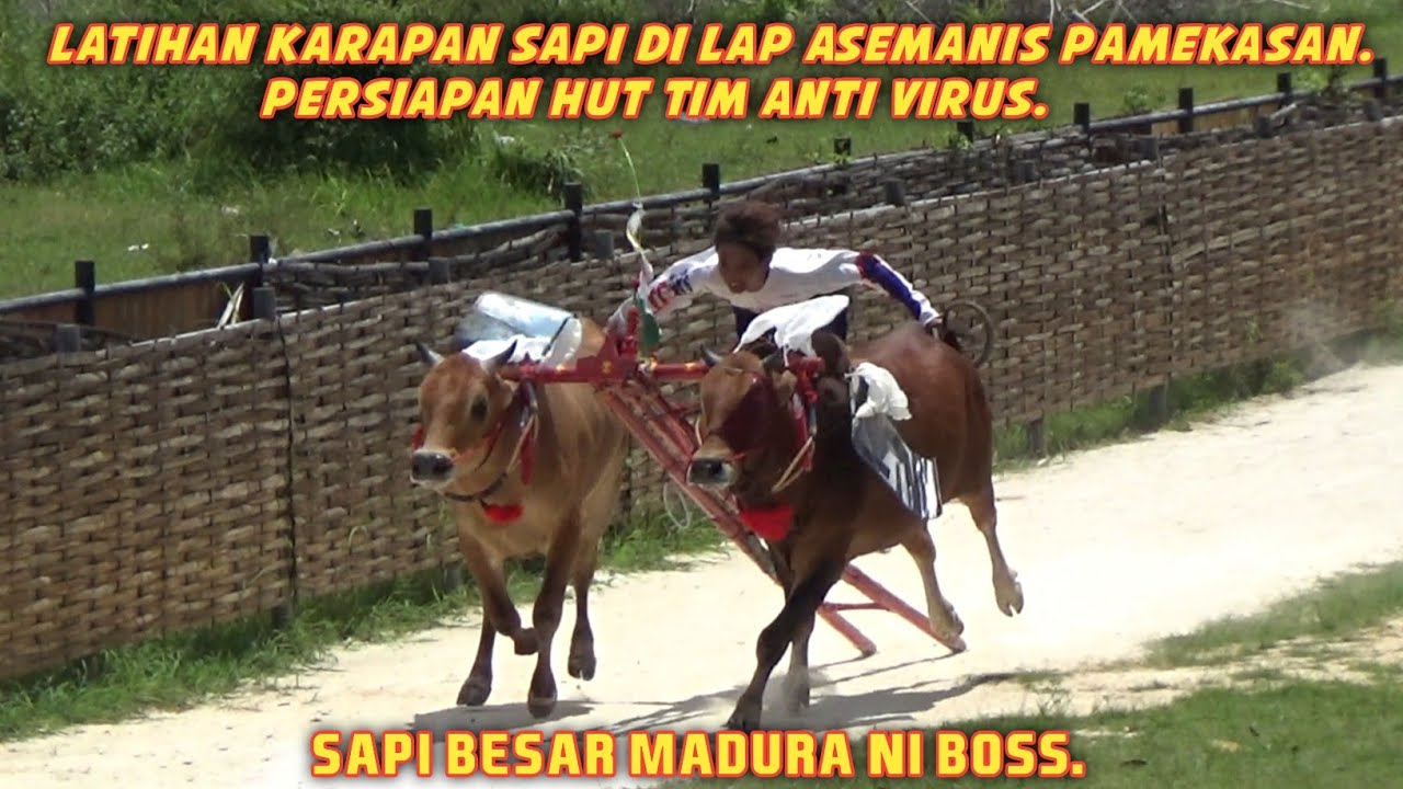 Sapi Besar Madura Ni Boss.... Latihan Karapan Sapi Di Lap Asemanis Pamekasan
