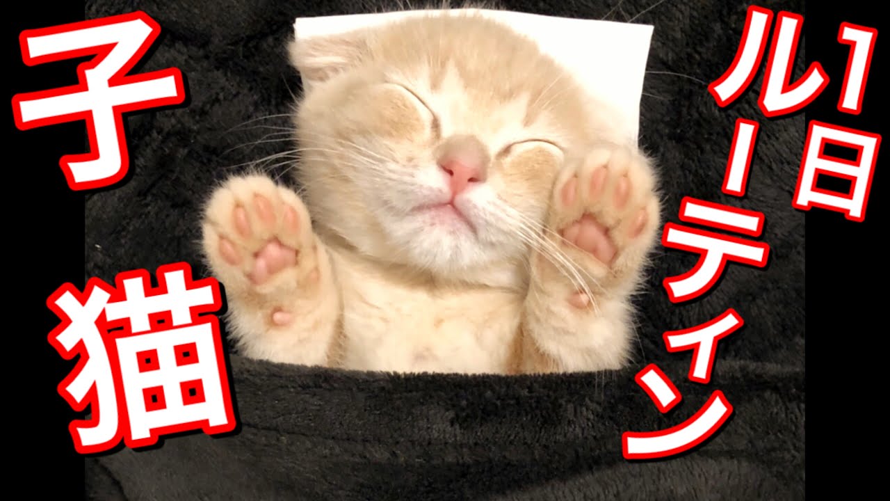 生後２か月の子猫の１日ルーティン【短足マンチカン】