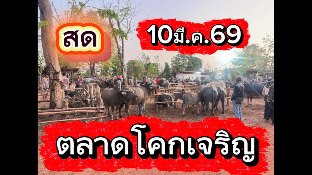 ชมบรรยากาศตลาดนัดโคกระบือโคกเจริญ อ.สว่าง จ.สกลนคร#ราคาวัววันนี้ 10/3/69