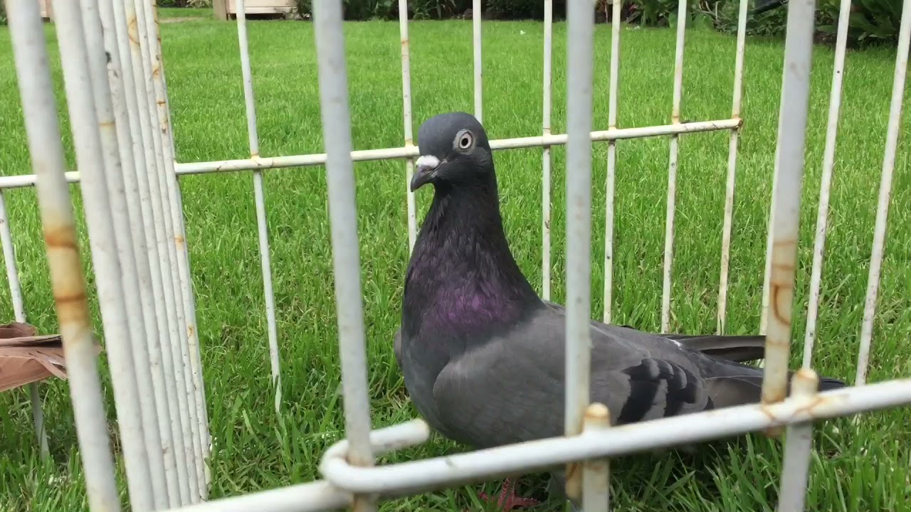The stock birds