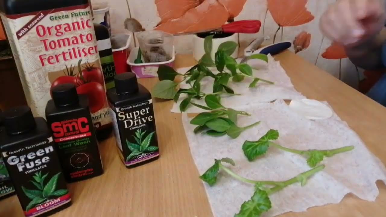 Впервые ставлю ЭКСПЕРЕМЕНТЫ с применением CLONEX гель для укоренения)) Препараты с сайта GROWERLINE)