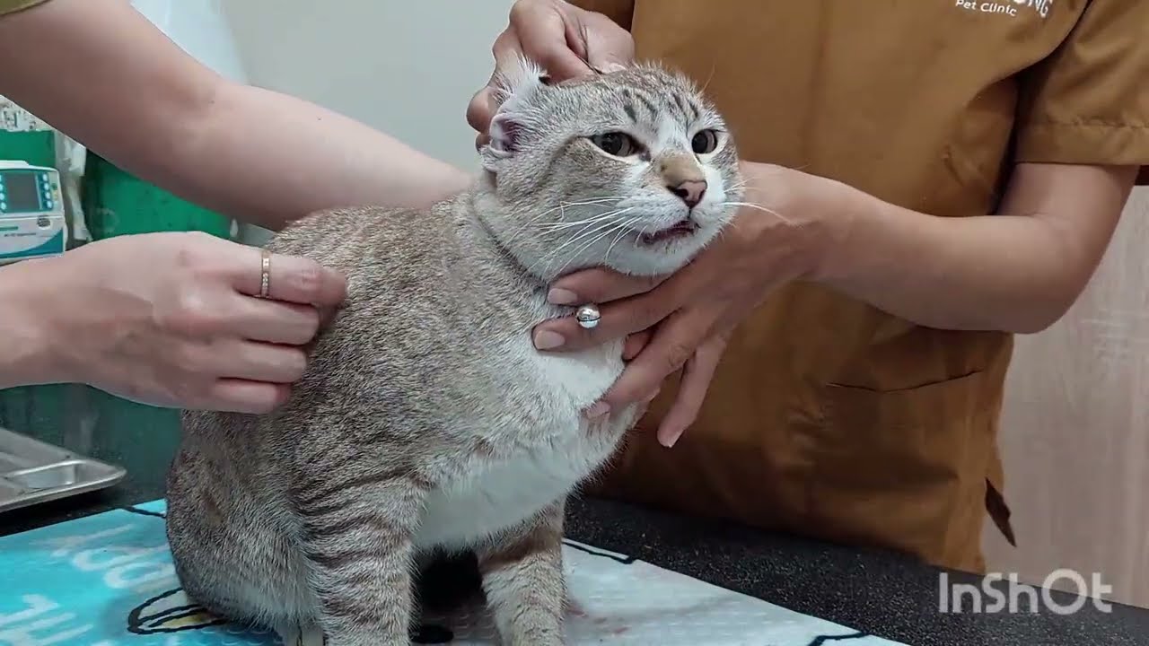 การรักษาแมวเป็นลิวคีเมียและเอดส์แมวให้อายุขัยยาวนาน ควรดูแลอย่างไร🩺😾🌡31 ธันวาคม ค.ศ. 2024