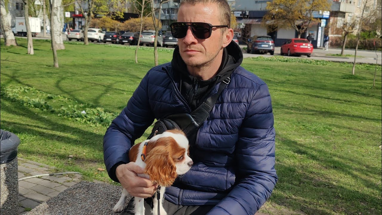 Риччи  5 месяцев Кавалер Кинг Чарльз Спаниель / закупались к Празднику/ наша обновка 😉