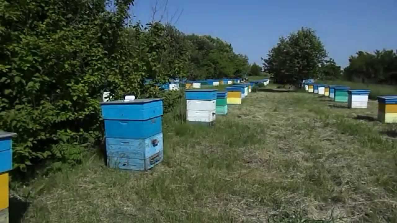 КОЧЁВКА . БЫТ И ОТДЫХ ПЧЕЛОВОДОВ