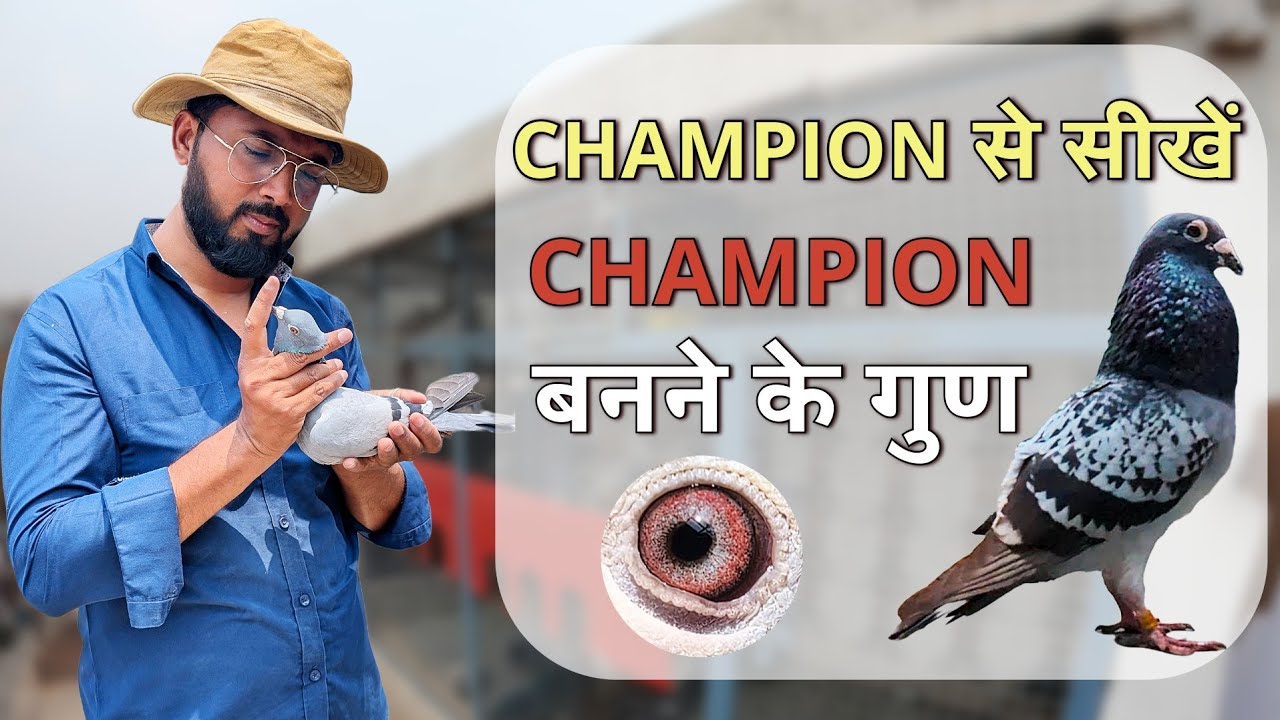 2025 के HOMER CHAMPION से मिलिए | Atique Bhai की Racing Pigeons की दुनिया! The Home Sanctuary
