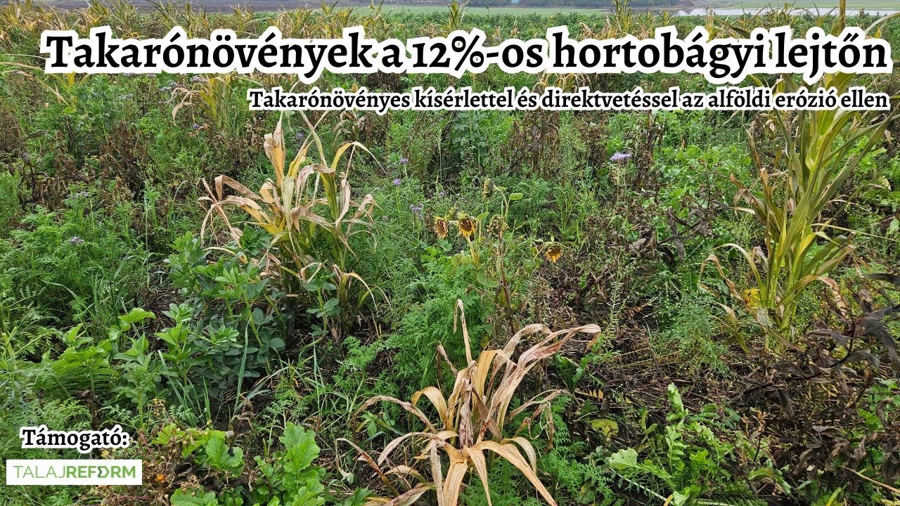 Takarónövények a hortobágyi 12 %-os lejtőn - Erózió elleni védekezés és talajmegújítás Tiszacsegén